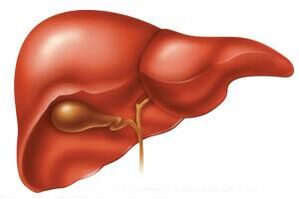 En la etapa aguda de la helmintiasis, puede ocurrir agrandamiento del hígado. 