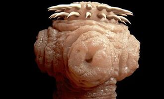 Tipos de parásitos en el cuerpo humano.
