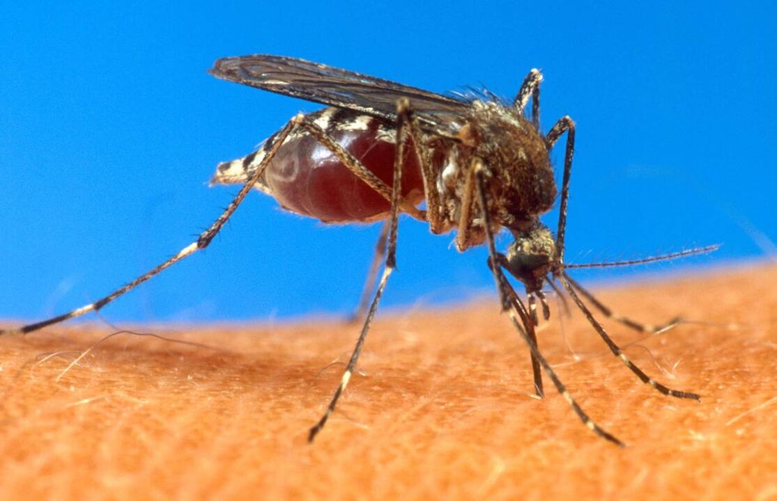 Las picaduras de mosquitos como vía de infección por gusanos.